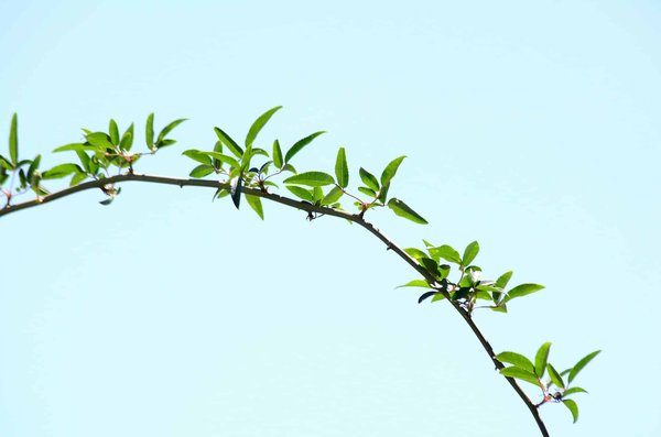 Comment choisir une solution de gestion des congés et absences pour une ONG internationale?